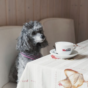 Harmaa, kiharaturkkinen koira istuu kahvilapöydässä edessään suuri kahvikuppi.