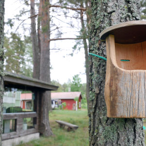 harmaasiepon pönttö