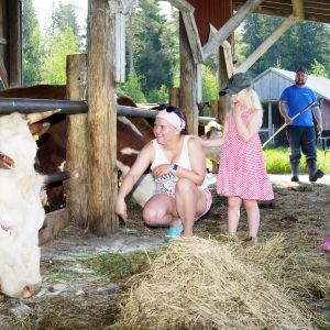 Nevalaisen perhe hoitaa lehmiä. 