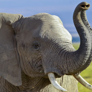 Elefant i nationalpark i Kenya. 