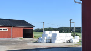 De här vita inplastade balarna brukar ibland skämtsamt kallas för traktorägg. Hösilage uppradat på gårdsplanen.