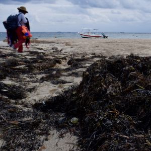 Tången ligger på hög på Puerto Morelos vita sandstränder som är populära bland turister. En tånghög på en sandstrand.