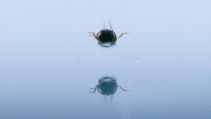 Halavasepikkä. Kuva Henrik Håkanssonin taide-elokuvasta The Beetle.