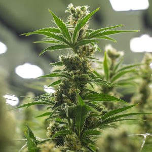 Cannabis planta.