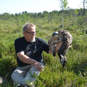 Juhanni Karhumäki sitter i ett kärr med en ung fiskgjuse i handen. Fågeln ska ringmärkas.
