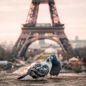 Pulut kuhertelevat Eiffel-tornin edustalla.