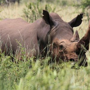 Noshörning i Pilanesberg National Park.