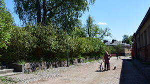 I det gula stenhuset i bakgrunden internerades de dödsdömda Folk på Sveaborg rastar sina hundar