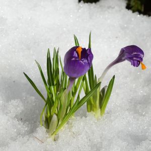 Krokus i snö
