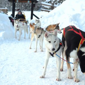 Hundar i hundspann i Noux nationalpark på vintern.