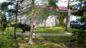 En och annan rabatt får påhälsning av hjortar och älgar i Tolls där Ulf Lindström bor. Älg promenerar i Kyrkslätt