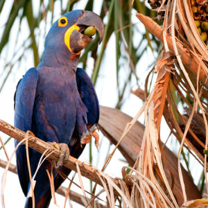 Hyacintaran fotograferad i Pantanal i Brasilien. Den hotade hyacintaran är en blå papegoja med gula ringar runt ögonen.