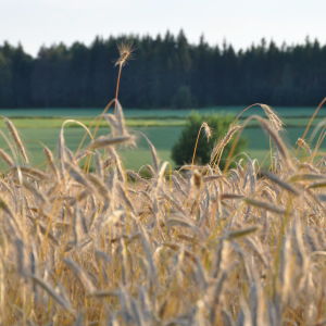 En rågodling.