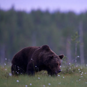 Karhu hiipii öisellä suolla.