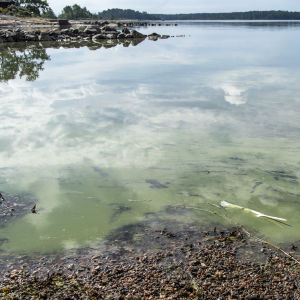 Sinilevää vedessä.