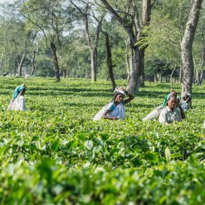 Indiska kvinnor i delstaten Assam plockar teblad.