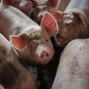 gris på polsk svinfarm 2013