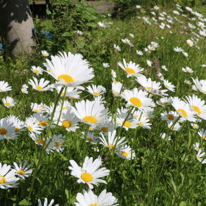 Prästkragar blommar