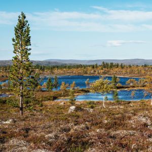 Tunturimaisema kitukasvuisine puineen, mättäineen ja pienine järvineen.