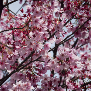 Kirsikkapuu kukkii Tokiossa.