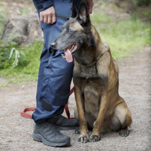 Poliisi ja poliisikoira.