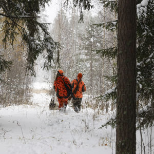 Kaksi oransseihin metsästysvaatteisiin pukeutunutta henkilöä kävelee kohti aukkoa hirvikiväärit selässään. Heillä on mukana hirvikoira. 