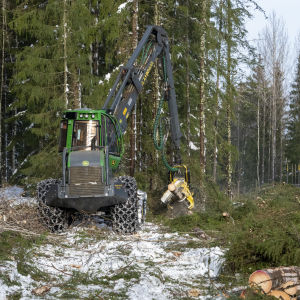 Två skogsmaskiner arbetar i en granskog.