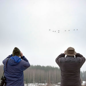 Roger Mortberg och Hans Lindholm tittar med kikare efter en flock svanar.