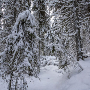 Lumisia puita vanhassa metsässä.