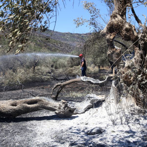 En brandman sprutar vatten mot olivträd. I förgrunden ett träd som delvis har brunnit med nedsågade grenar och bränd mark.