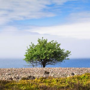 Puu rannalla Saaristomerellä.