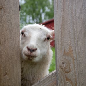 Ett vitt får som kikar fram bakom ett staket.
