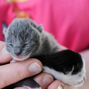 Små kattungar kupade i handen.