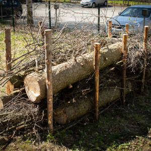 Lahopuuaidan tolppien väliin on kasattu oksia ja puita