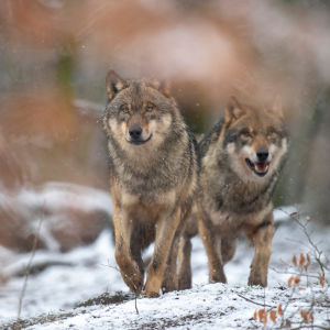 Två vargar går i skogen på snötäckt mark.