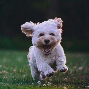 en glad och liten lurvig hund springer rakt mot kameran på en gräsmatta