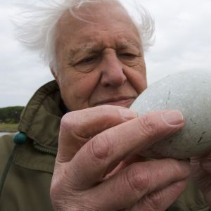 Sir David Attenborough on intohimoisen kiinnostunut linnunmunista. 