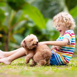 En ljushårig pojke sitter på en gräsmatta och leker med en liten lurvig brun hund.