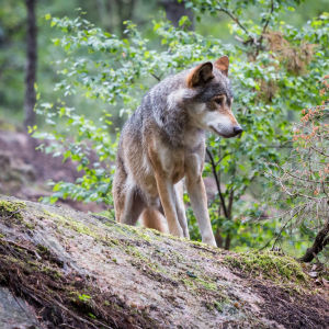 En varg står på en bergsknall i en somrig skog.