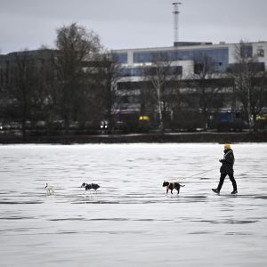 En person vandrar över isen vid Kaisaniemi i Helsingfors den 7 februari 2023. 