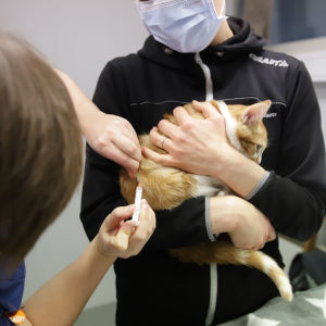 Kissa rokotuksessa.