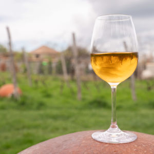 Ett glas vin framför vinrankor på en vingård i Georgien.
