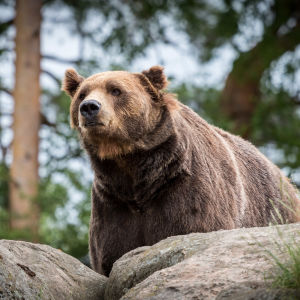 En brunbjörn ser sig omkring bland stenar och träd.