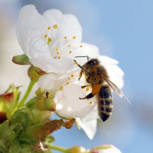 Ett honungsbi samlar pollen från en körsbärsblomma