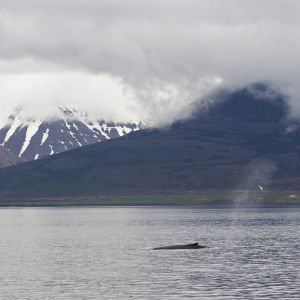 Ryhävalas on noussut hengittämään vedenpinnalle Pohjois-Islannissa.