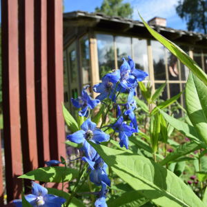 Klarblå praktriddarsporre blommar invid staket