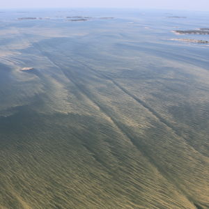 Levälauttoja Saaristomerellä heinäkuussa 2014.