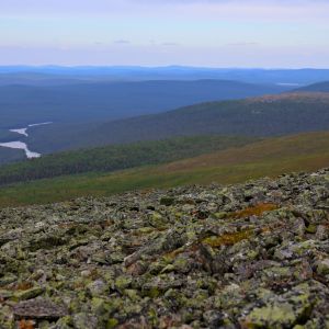 Kuvakulma on tunturin huipulta. Etualalla näkyy Morgam-Viibus-tunturin vanhaa jäkäläistä kivikkoa, taustalla kumpuilee vihreä kesäinen metsämaisema ja Lemmenjoki mutkittelee suvantoineen.