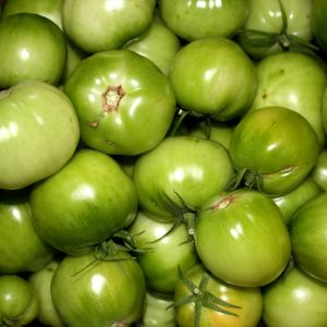 Omogna gröna tomater.