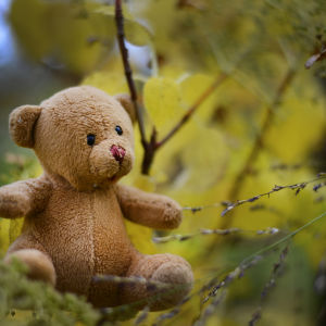 Ensam teddybjörn i naturen.